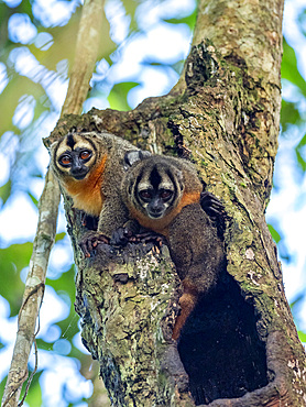 A pair of adult Spix's night monkeys, Aotus vociferans, living in a tree within the Pacaya Samiria Preserve, Peru.