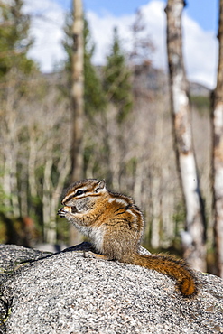 An adult golden-mantled ground squirrel (Callospermophilus lateralis) feeding, Rocky Mountain National Park, Colorado, United States of America, North America 