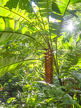 Hanging lobster claw heliconia, Heliconia rostrata, deep within the Pacaya Samiria Preserve, Peru.