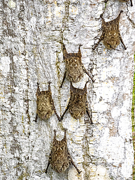 Adult proboscis bats, Rhynchonycteris naso, roosting during the day deep within the Pacaya Samiria Preserve, Peru.