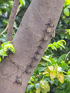 Adult proboscis bats, Rhynchonycteris naso, roosting during the day deep within the Pacaya Samiria Preserve, Peru.