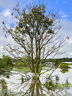 Foliage along the shoreline in a national park deep within the Pacaya Samiria Preserve, Peru.