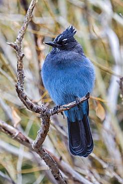 An adult Steller's jay (Cyanocitta stelleri) in Rocky Mountain National Park, Colorado, United States of America, North America 