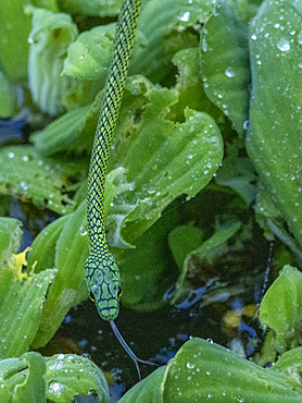 Adult black-skinned parrot snake, Leptophis ahaetulla nigromarginatus, deep within the Pacaya Samiria Preserve, Peru.