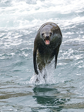South American sea lion, Otaria flavescens, leaping in a breeding colony in the Palomino Islands, just outside Lima, Peru.