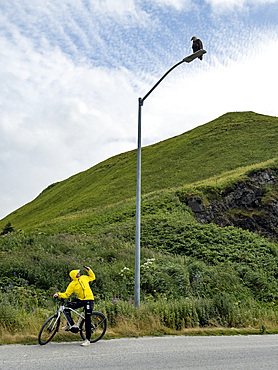 An adult bald eagle, Haliaeetus leucocephalus, on a lamp post with a curious bicycler, Dutch Harbor, Alaska.