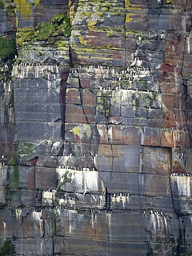 Nesting cliffs of common murre, Uria aalge, and thick-billed murre, Uria lomvia, in the Aleutian Islands, Alaska.