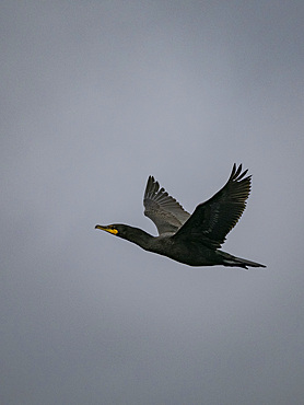 An adult pelagic cormorant, Urile pelagicus, in flight in the Aleutian Islands, Alaska.