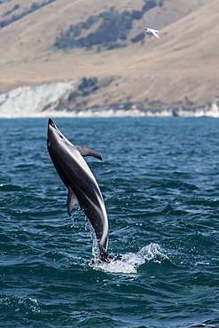 Dusky dolphin (Lagenorhynchus obscurus) leaping near Kaikoura, South Island, New Zealand, Pacific