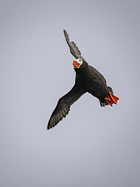 An adult tufted puffin, Fratercula cirrhata, in flight in the Baby Islands, Bering Sea, Alaska.