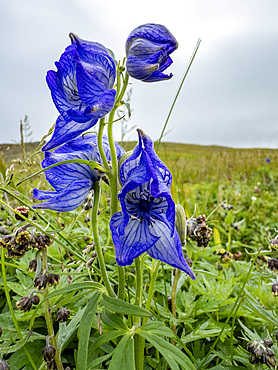Monkshood, Genus Aconitum, flowers in Dutch Harbor, Amaknak Island in Unalaska, Alaska.