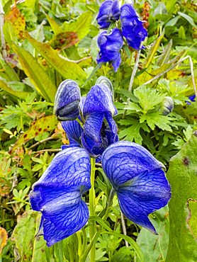 Larkspurleaf Monkshood, Aconitum delphinilfolium, flowers in Dutch Harbor, Amaknak Island in Unalaska, Alaska.