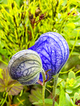 Larkspurleaf Monkshood, Aconitum delphinilfolium, flowers in Dutch Harbor, Amaknak Island in Unalaska, Alaska.