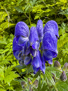 Larkspurleaf Monkshood, Aconitum delphinilfolium, flowers in Dutch Harbor, Amaknak Island in Unalaska, Alaska.