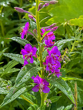 Fireweed, Chamaenerion angustifolium, flowers in Dutch Harbor, Amaknak Island in Unalaska, Alaska.