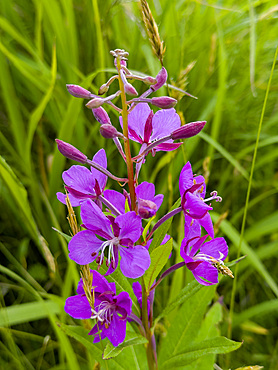 Fireweed, Chamaenerion angustifolium, flowers in Dutch Harbor, Amaknak Island in Unalaska, Alaska.