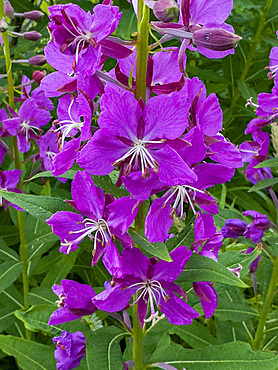 Fireweed, Chamaenerion angustifolium, flowers in Dutch Harbor, Amaknak Island in Unalaska, Alaska.
