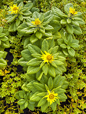 Seabeach Groundsel, Senecio pseudoarnica, flowering in Dutch Harbor, Amaknak Island in Unalaska, Alaska.