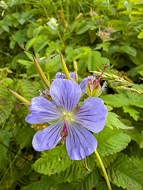 Woolly cranesbill, geranium erianthum, flowering in Dutch Harbor, Amaknak Island in Unalaska, Alaska.