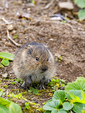 Adult Insular vole, Microtus abbreviatus, endemic to Saint Mathew Island, a remote island in the Bering Sea, Alaska.