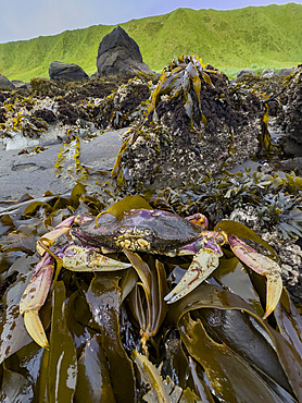 Adult dungeness crab, Metacarcinus magister, Tanaga Bay, Tanaga Island in the Aleutian Archipelago, Alaska.