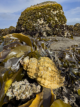 An Oregon hairy triton snail, Fusitriton oregogonensis, in Tanaga Bay, Pribilof Islands, Alaska.