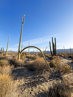 Boojum tree, Fouquieria columnaris, in the Sonoran Desert just outside Bahía de Los Angeles, Baja California, Mexico.