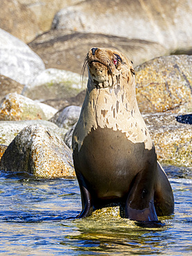 An injured female California sea lion, Zalophus californianus, in Puerto Refugio, Baja California, Mexico.