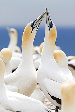 Australasian gannet (Morus serrator) courtship display at Cape Kidnappers, North Island, New Zealand, Pacific