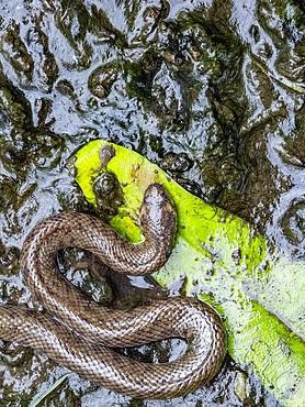 Dog-faced water snake, Cerberus schneiderii, in the town of Agats, Asmat Regency, South Papua, Indonesia.