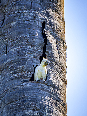 An adult yellow-crested cockatoo, Cacatua sulphurea, in its home in a palm tree on Komodo Island, Indonesia.