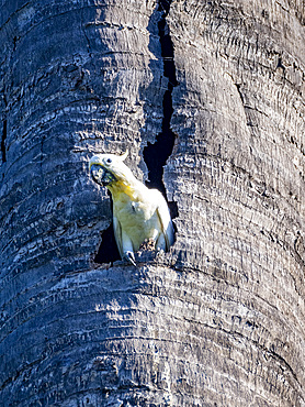 An adult yellow-crested cockatoo, Cacatua sulphurea, in its home in a palm tree on Komodo Island, Indonesia.