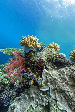 Various soft and hard corals with tropical fish underwater on the island of Misool, Raja Ampat, on Papua, Indonesia