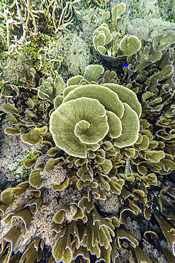 Various soft and hard corals with tropical fish underwater on the island of Misool, Raja Ampat, on Papua, Indonesia