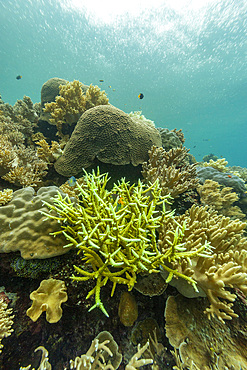 Various soft and hard corals with tropical fish underwater on the island of Misool, Raja Ampat, on Papua, Indonesia