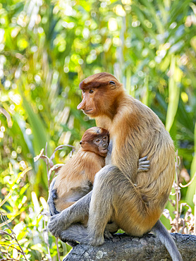 A mother proboscis monkey, Nasalis larvatus, feeding her infant, Labuk Bay Proboscis Monkey Sanctuary, Sabah, Malaysia.