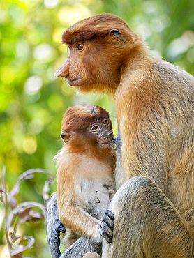 A mother proboscis monkey, Nasalis larvatus, feeding her infant, Labuk Bay Proboscis Monkey Sanctuary, Sabah, Malaysia.