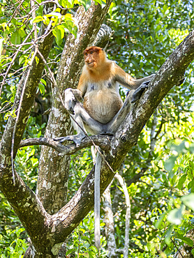 An adult female proboscis monkey, Nasalis larvatus, Labuk Bay Proboscis Monkey Sanctuary, Sabah, Malaysia.