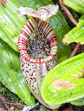 A Raffles' Pitcher-plant, Nepenthes rafflesiana, in the Sepilok Orangutan Rehabilitation Center, Sabah, Malaysia.