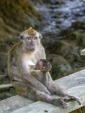 Mother and infant long-tailed macaque, Macaca fascicularis, Labuk Bay Proboscis Monkey Sanctuary, Sabah, Malaysia.