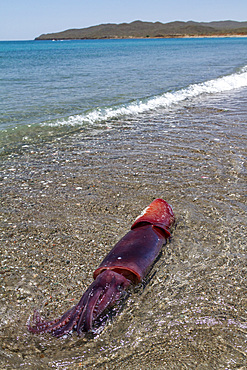 Humbolt squid, Dosidicus gigas, washed up on the beach dead on the Pacific side of Isla Magdalena, Baja California Sur, Mexico.