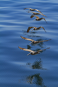 Adult brown pelicans, Pelecanus occidentalis, in formation in the Gulf of California, Baja California, Mexico.