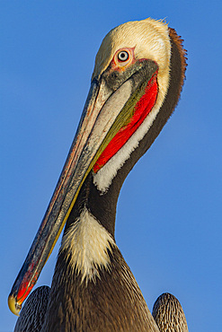 Adult brown pelican, Pelecanus occidentalis, in the fishing town of San Carlos on the Pacific side of Baja California, Mexico,.