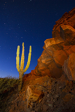 Cardon cactus, Pachycereus pringlei, being 'painted' with light at night at Punta Gato, Baja California Sur, Mexico.