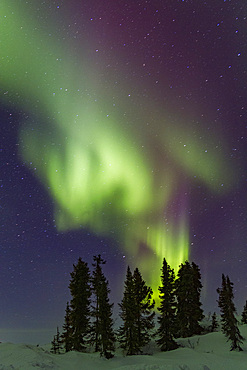 Aurora Borealis, or Northern Lights, over the boreal forest on the Great Slave Lake, Northwest Territories, Canada.