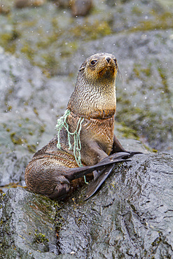 Antarctic fur seal pup, Arctocephalus gazella, tangled in fishing gear on South Georgia Island, Southern Ocean.