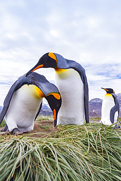 King penguin, Aptenodytes patagonicus, breeding and nesting colony at Salisbury Plains, Bay of Isles, South Georgia.