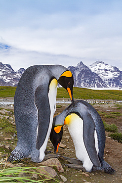 King penguin, Aptenodytes patagonicus, breeding and nesting colony at Salisbury Plains, Bay of Isles, South Georgia.