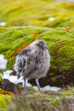 A brown skua, Catharacta antarctica, chick at Stromness Bay on South Georgia Island in the Southern Ocean.