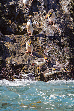 Adult macaroni penguins, Eudyptes chrysolophus, at breeding colony in Hercules Bay on South Georgia, Island.